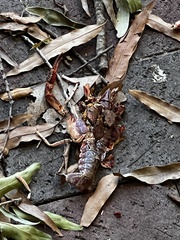 Procambarus clarkii