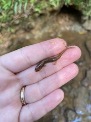 Plethodontidae