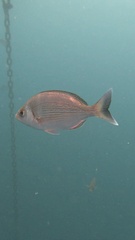 Spondyliosoma cantharus