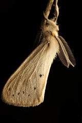 Laelia anamesa