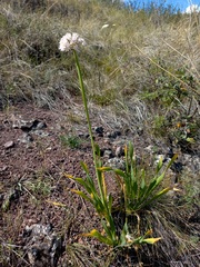Allium nutans