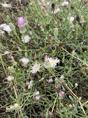 Malacothrix saxatilis