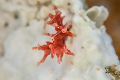 Miniacina miniacea