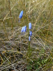 Adenophora stenanthina