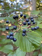 Viburnum recognitum