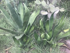 Agave mitis