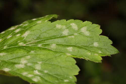 Oídio (Sphaerotheca sp.)