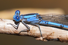 Argia lacrimans