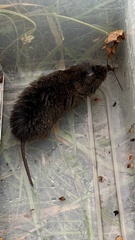 Microtus pennsylvanicus