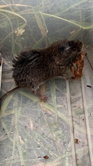 Microtus pennsylvanicus