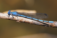Argia lacrimans