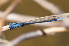 Argia lacrimans
