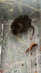 Microtus pennsylvanicus