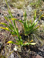Allium nutans