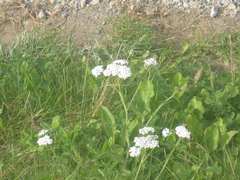 Achillea millefolium