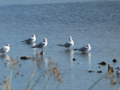 Chroicocephalus ridibundus