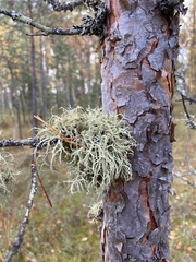 Evernia