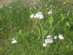 Achillea millefolium