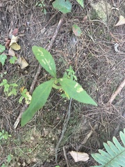 Hieracium paniculatum