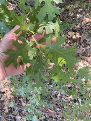 Quercus buckleyi