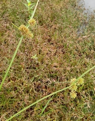 Cyperus difformis