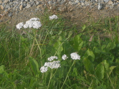 Achillea millefolium