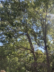 Quercus buckleyi