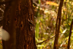 Dryobates pubescens