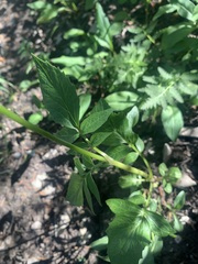 Valeriana sitchensis