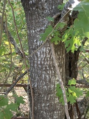 Quercus buckleyi
