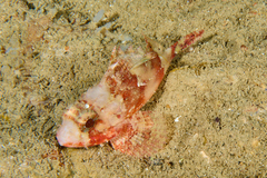 Scorpaena notata