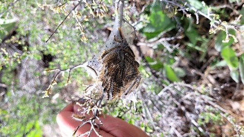 iNaturalist observation photo of Tent Caterpillar Moths