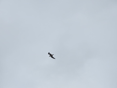 Chroicocephalus ridibundus