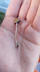 Psilocybe semilanceata