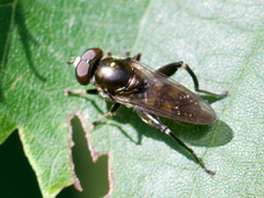 Chalcosyrphus