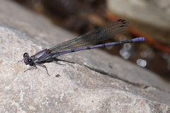 Argia tonto