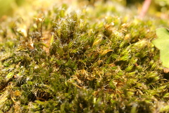 Campylopus introflexus