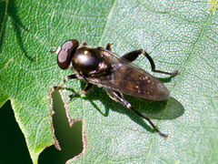 Chalcosyrphus