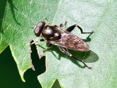 Chalcosyrphus