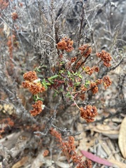 Eriogonum