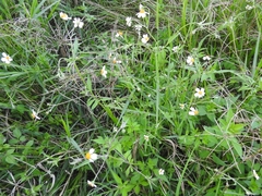 Bidens odorata