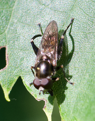 Chalcosyrphus