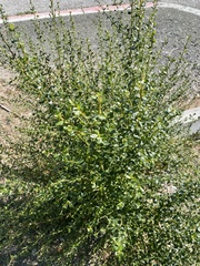 Baccharis pilularis consanguinea