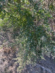 Baccharis pilularis consanguinea