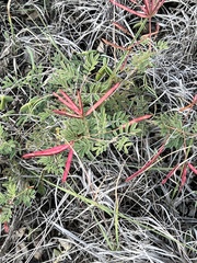 Desmanthus velutinus