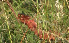 Masticophis flagellum testaceus