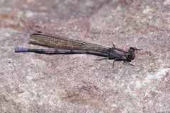 Argia tonto