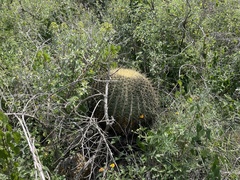 Ferocactus histrix