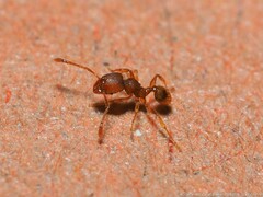 Pheidole dentigula