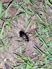 Nebria
